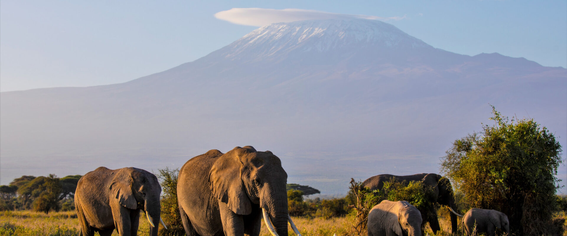 Elefanten vor der Kulisse des Kilimanjaro © Thomas Kimmel